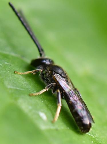 Lasioglossum sp.